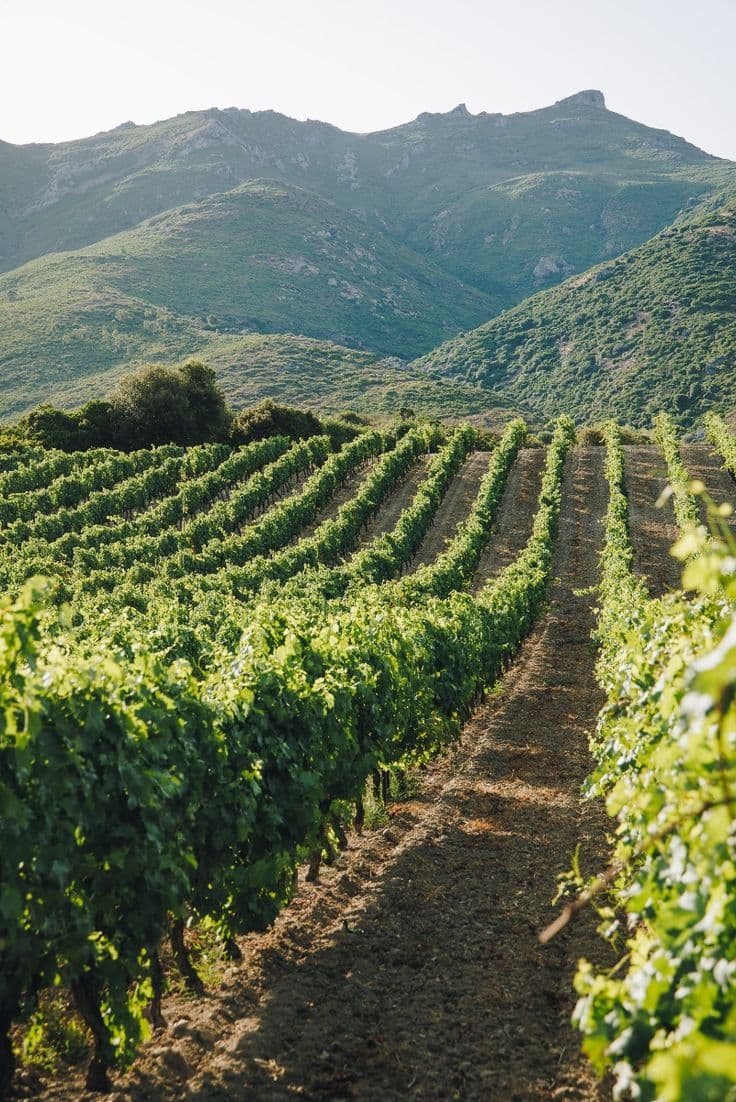 Vignes, harissa et forteresse